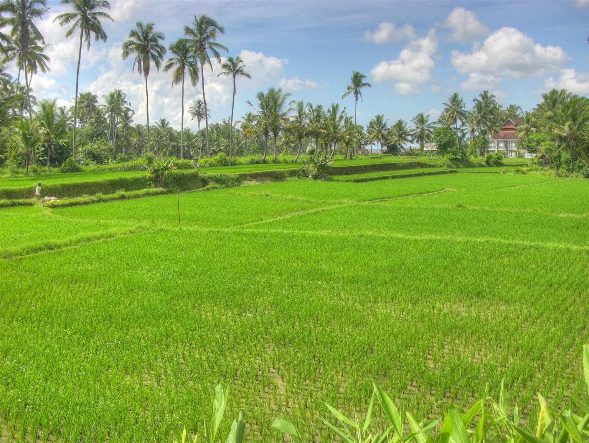 Villa Sabandari Ubud Esterno foto