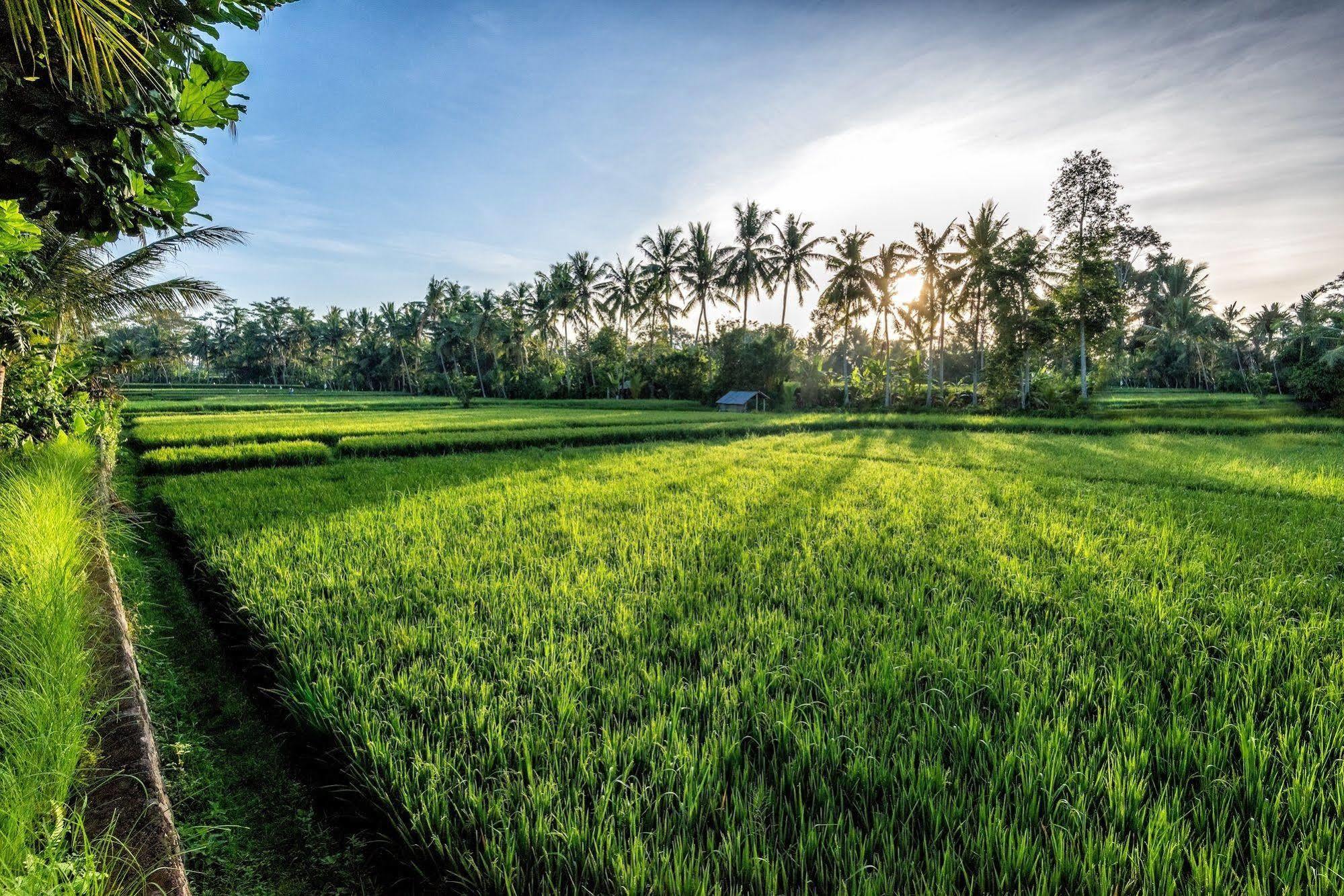 Villa Sabandari Ubud Esterno foto